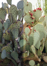 Load image into Gallery viewer, Polaroid Mobile Pack