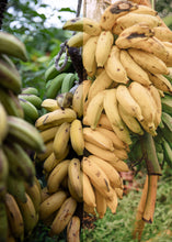 Load image into Gallery viewer, Polaroid Mobile Pack